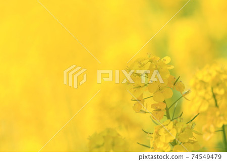 Rape blossoms dyed yellow in the rape field in spring 74549479