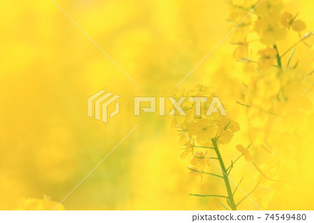Rape blossoms dyed yellow in the rape field in spring 74549480