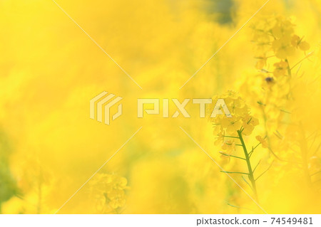 Rape blossoms dyed yellow in the rape field in spring 74549481