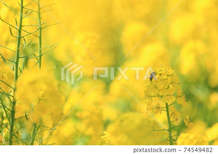 Bees seeking nectar in the rape field in spring 74549482