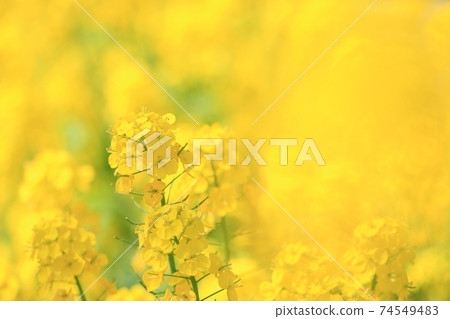 Rape blossoms dyed yellow in the rape field in spring 74549483