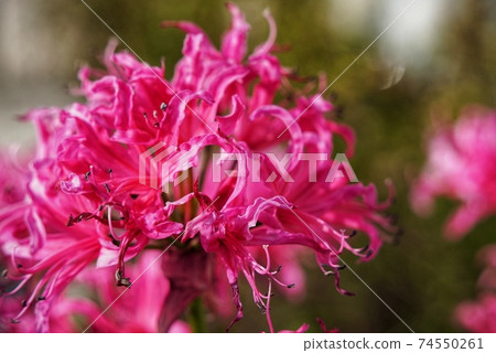 A cluster amaryllis of pink 74550261