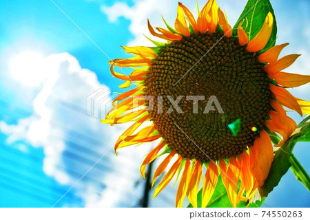 藍天和向日葵花 藍天和向日葵花 74550263