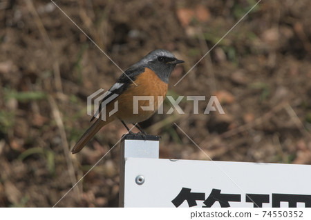 Daurian Redstart, Imaizumidai, Kamakura City Daurian Redstart, Imaizumidai, Kamakura City 74550352