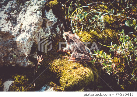Common frog on a rock in french alps 74550415