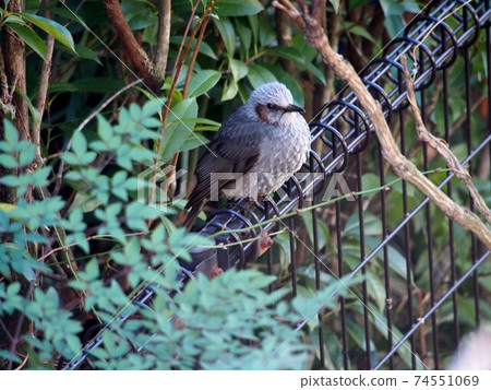 鱗莖（？）鱗莖停留在鐵柵欄上並放鬆 74551069