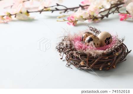 Quail easter eggs in nest and spring blomming flowers on blue. Quail easter eggs in nest and spring blomming flowers on blue. 74552018
