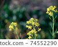 Spring coming 74552290