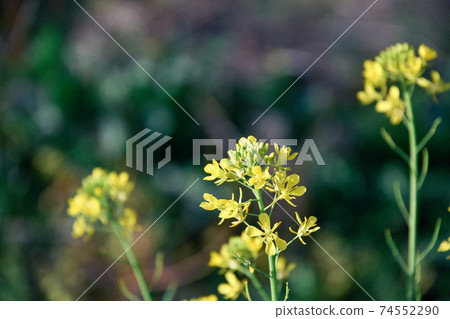 Spring coming Spring coming 74552290