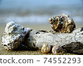 Seashell rally 74552293