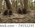 Pinecone brothers 74552295