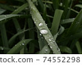 Morning dew plate 74552298