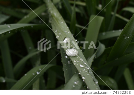 Morning dew plate 74552298