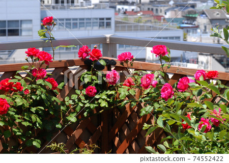 盛開在陽台上的藤蔓玫瑰盛開 74552422