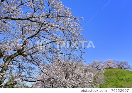 Maruhakayama Kofun in Saitama Kofun Park where cherry blossoms bloom Maruhakayama Kofun in Saitama Kofun Park where cherry blossoms bloom 74552607