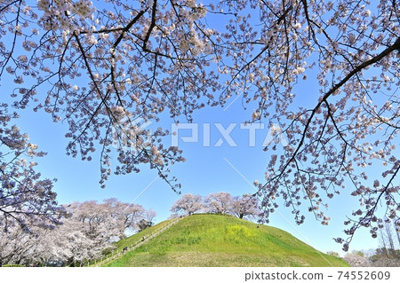 Maruhakayama Kofun in Saitama Kofun Park where cherry blossoms bloom Maruhakayama Kofun in Saitama Kofun Park where cherry blossoms bloom 74552609