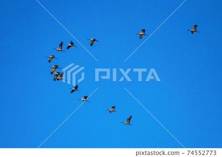 Common crane, Grus grus in Monfrague National Park. Extremadura, Spain 74552773