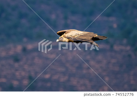 Griffon vulture, Gyps fulvus in Monfrague National Park. Extremadura, Spain 74552776