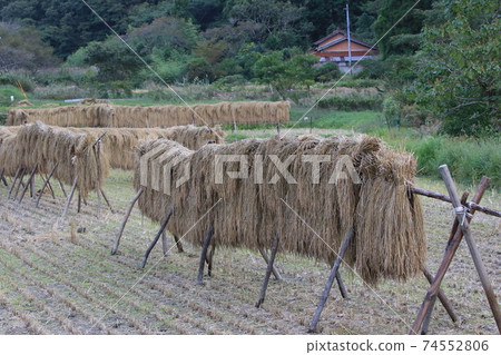 Rice goby landscape and private house Rice goby landscape and private house 74552806