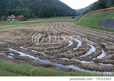 收割水稻後的風景。水已經聚集在聯合收割機的痕跡中。 收割水稻後的風景。水已經聚集在聯合收割機的痕跡中。 74552809