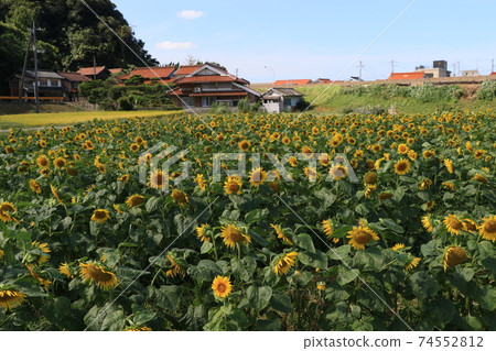 Sunflower field and private house 74552812