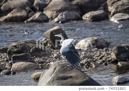Gray heron 74552881