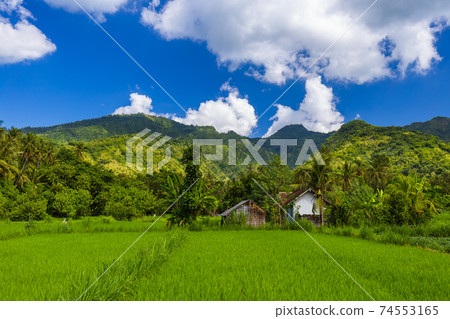 Fields on Bali island Indonesia 74553165