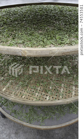 Harvested and dried tea leaves Harvested and dried tea leaves 74553581