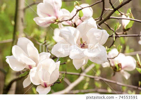 Magnolia spring flowers Magnolia spring flowers 74553591