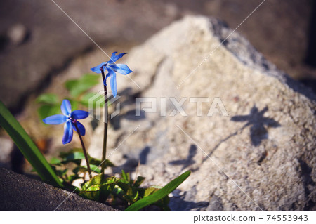 Blue snowdrop flowers with shadow on stone Blue snowdrop flowers with shadow on stone 74553943