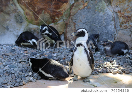 Cape Penguins in Adventure World in Shirahama, Wakayama 74554326
