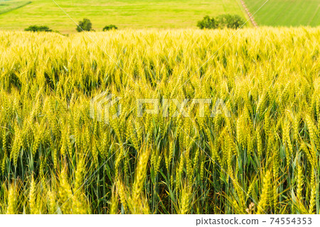 Biei's golden wheat field Biei's golden wheat field 74554353
