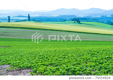 美瑛野戰拼湊圖案 74554929