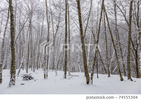 雪梨落葉林山梨縣甲州市市立鹽山市 雪梨落葉林山梨縣甲州市市立鹽山市 74555304