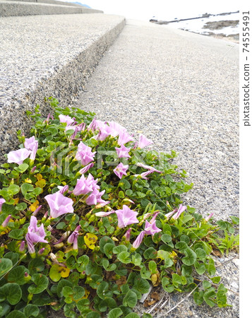 野生植物[新潟縣村上市] 74555491