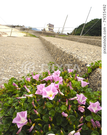野生植物[新潟縣村上市] 74555492