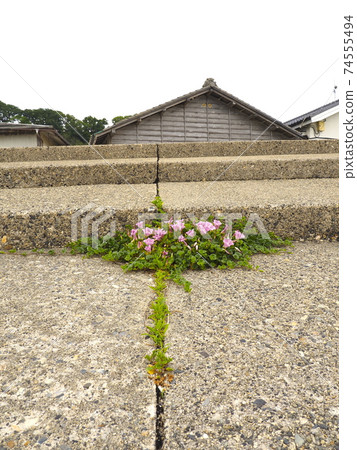 野生植物[新潟縣村上市] 74555494