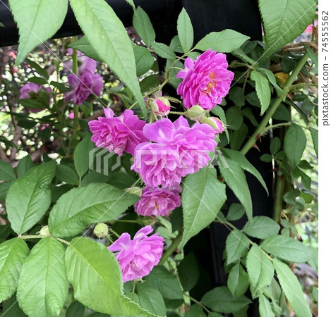 Mannington Mauve Rendezvous Rose Mannington Mauve Rendezvous Rose 74555562