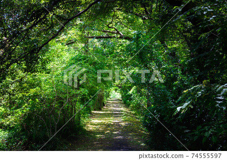 森林的小直徑 森林的小直徑 74555597