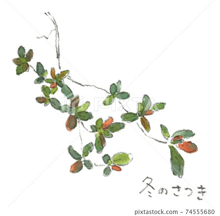 Winter vegetation: Satsuki leaves that turn red and wait for spring (watercolor illustration) 74555680