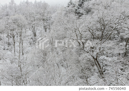 山梨縣甲州市市立市鹽山一瀨森林的雪景 74556040
