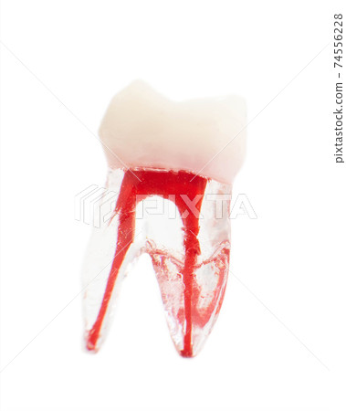 Tooth mockup on white background, isolate. Tooth root, dentistry, macro Tooth mockup on white background, isolate. Tooth root, dentistry, macro 74556228