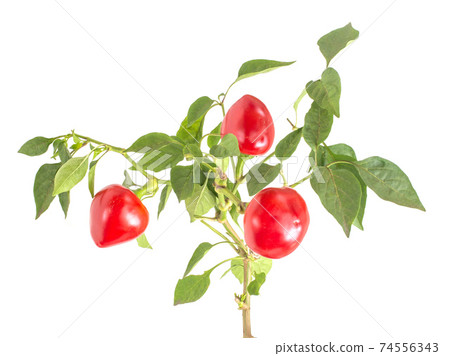 Plant vegetable red bell pepper with green leaves on a stem on a white background, isolate, close-up. Sweet pepper Plant vegetable red bell pepper with green leaves on a stem on a white background, isolate, close-up. Sweet pepper 74556343