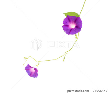 Beautiful plant color is morning glory. Purple bindweed flower on white background, isolate 74556347