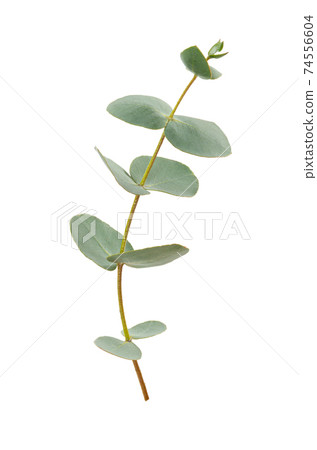 Eucalyptus leaves isolated on white background. Eucalyptus leaves isolated on white background. 74556604