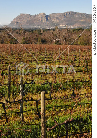 South Africa, suburbs of Cape Town, vineyards South Africa, suburbs of Cape Town, vineyards 74556657