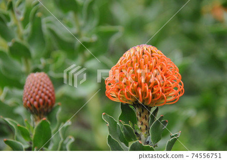 南非,開普敦,柯斯滕博斯植物園,針墊 南非,開普敦,柯斯滕博斯植物園,針墊 74556751