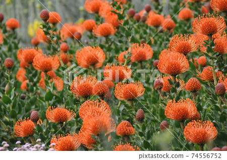 南非,開普敦,柯斯滕博斯植物園,針墊 南非,開普敦,柯斯滕博斯植物園,針墊 74556752