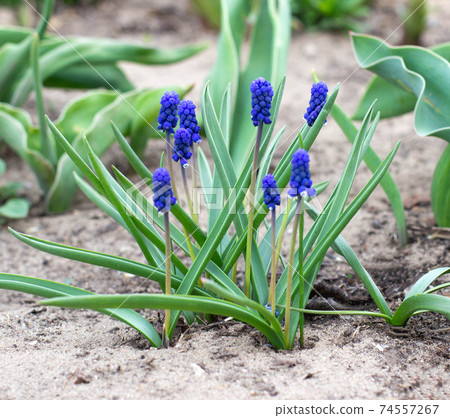 Beautiful purple spring muscari flower, background. Spring time, mouse hyacinth Beautiful purple spring muscari flower, background. Spring time, mouse hyacinth 74557267