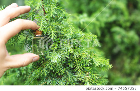 A small bottle of juniper oil. Healing oil for health, alternative medicine, copy space 74557355